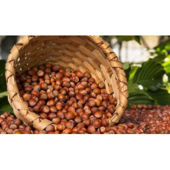 Gümüşhane Fındığı 1 KG